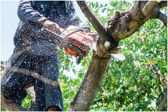 tree services Parkdale